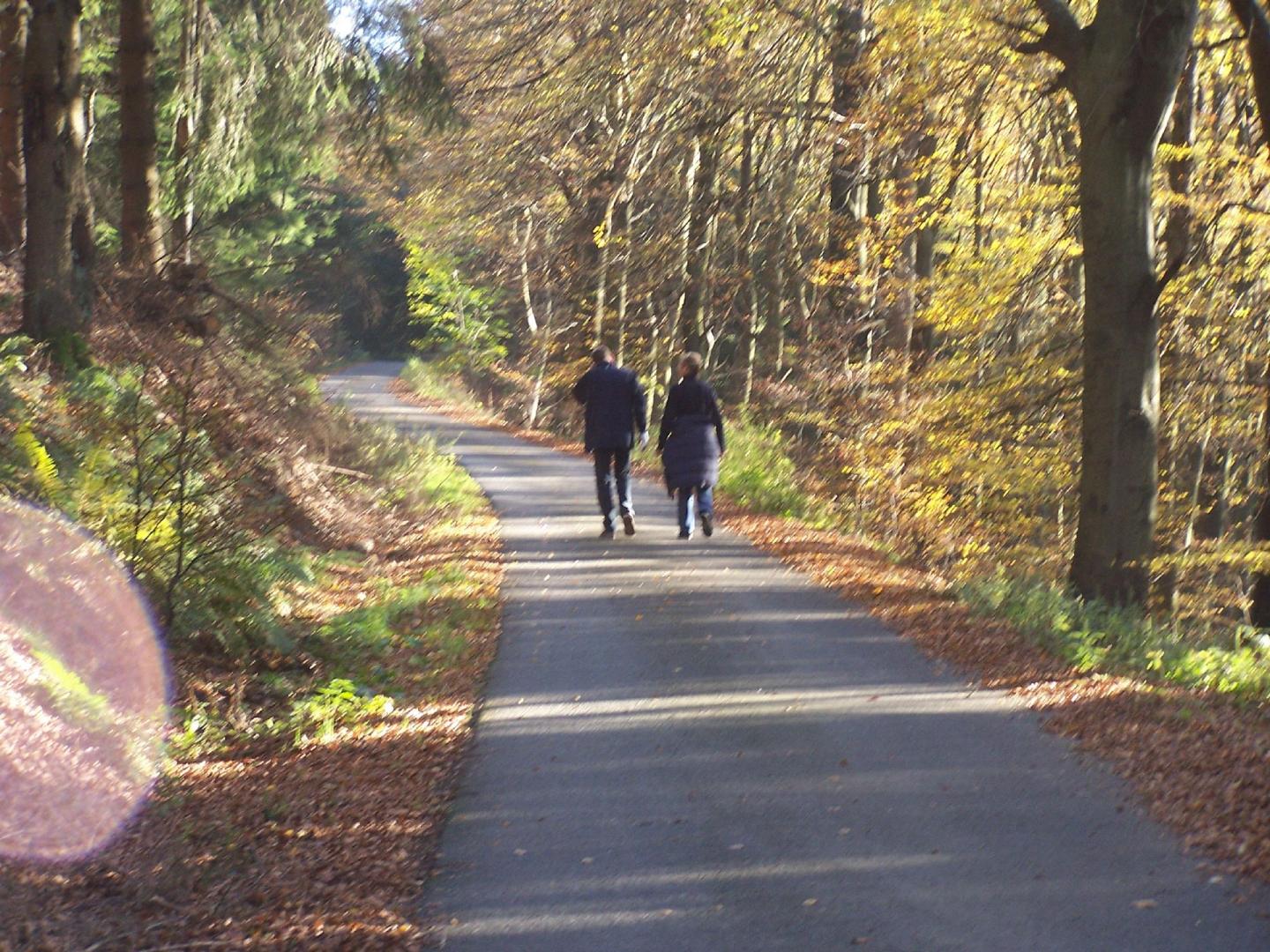 Das Bild zeigt eine Waldlandschaft mit Wanderweg und 2 Personen die gehen